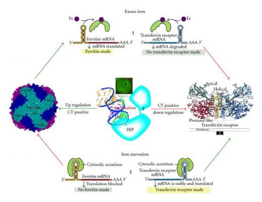 Demir Ferritin Yüksek Çıkma Nedenleri?