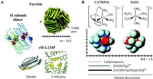 Ferritin 6 Ferritin Nedir Ne İşe Yarar?