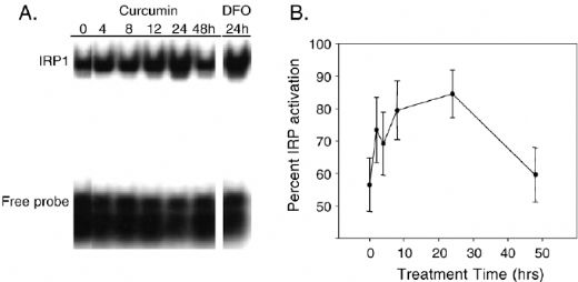 Ferritin 7 Ferritin Düşüklüğü
