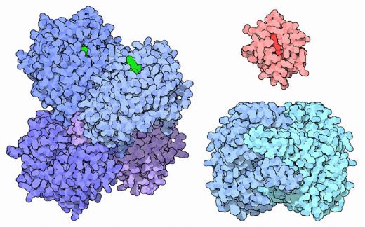 Ferritin Protein Kullanımı ve Faydaları Nelerdir?